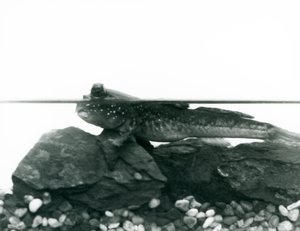 Un gobie, reposant sur des rochers submergés, avec ses yeux au-dessus de l