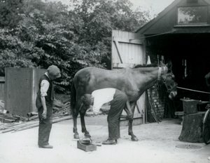 Un mulet ferré au Zoo de Londres en 1924 - Frederick William Bond