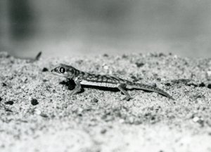 Un Gecko des sables de Namib/Gecko à pieds palmés sur le sable, Zoo de Londres, septembre 1928 (photo n/b) - Frederick William Bond
