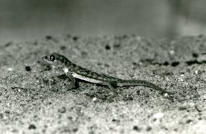 Un gecko des sables de Namib / Gecko à pattes palmées debout sur le sable, Zoo de Londres, septembre 1928 - Frederick William Bond