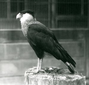 Un caracara huppé du Nord sur une bûche au Zoo de Londres, septembre 1925 - Frederick William Bond