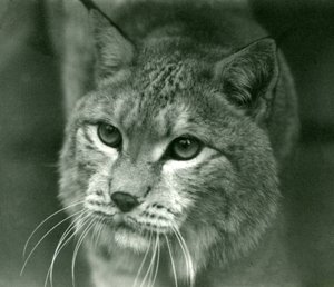 Un lynx boréal, Zoo de Londres, février 1925