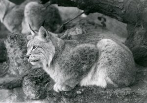 Un lynx boréal assis sur un rocher, Zoo de Londres, octobre 1925