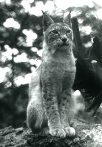 Un lynx boréal assis au Zoo de Londres, juillet 1925