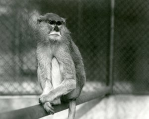 Un singe Patas/Wadi/Hussar assis sur une branche au zoo de Londres en 1928