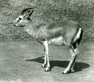 Une gazelle persane au Zoo de Londres en juin 1925