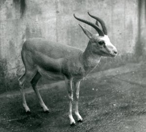 Une gazelle persane, à goitre ou à queue noire au zoo de Londres, août 1927