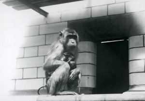 Un macaque à queue de cochon tenant son bébé assise sur un rebord carrelé dans son enclos au Zoo de Londres en 1928