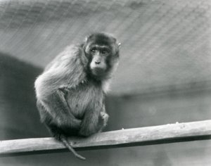 Un macaque à queue de cochon assis sur un perchoir dans son enclos au Zoo de Londres (photo n/b)