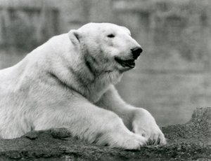 Un ours polaire se reposant sur une corniche rocheuse au zoo de Londres en 1931 (photo n/b) - Frederick William Bond