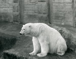 Un Ours Polaire assis sur un rebord rocheux au Zoo de Londres en septembre 1927 - Frederick William Bond