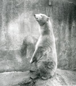 Un ours polaire assis sur ses pattes arrière au zoo de Londres en 1929
