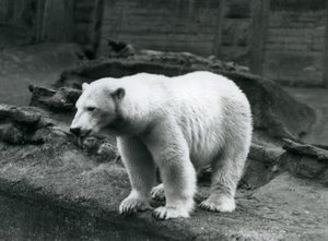 Un ours polaire debout au bord de son enclos à la base des terrasses Mappin, Zoo de Londres, septembre 1928