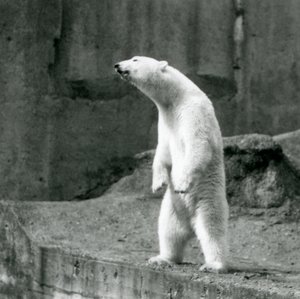 Un ours polaire debout, sur ses pattes arrière, au bord de son enclos sur les terrasses Mappin, zoo de Londres