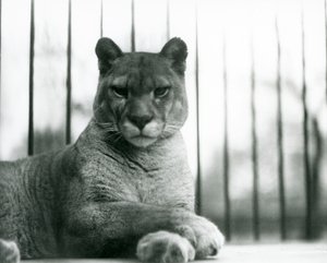 Un puma/cougar/lion de montagne/catamount se reposant au zoo de Londres en 1931 - Frederick William Bond