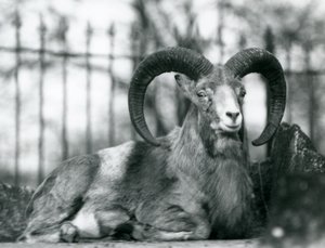 Un bélier assis au zoo de Londres, 1925 - Frederick William Bond