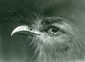 Un cariama huppé au Zoo de Londres, 1924 - Frederick William Bond