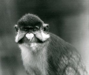 Un singe à queue rouge/à joues noires/à nez blanc/guenon à queue rouge de Schmidt, Zoo de Londres