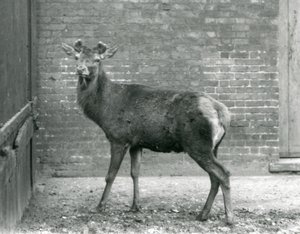 Un Cerf Rouge avec des bois en bourgeonnement, Zoo de Londres, août 1928 (photo n/b)