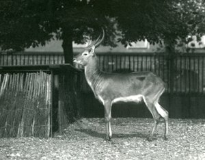Un lechwe rouge au zoo de Londres, juillet 1924