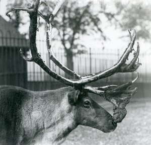 Un renne perdant le velours de ses bois, Zoo de Londres