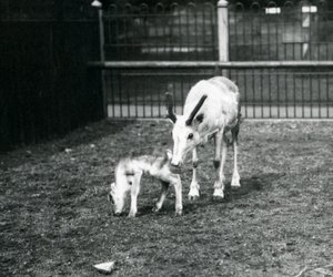 Un renne avec son veau au zoo de Londres, mars 1914