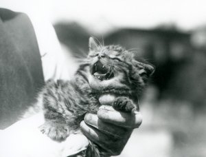 Un chat sauvage écossais tenu dans les mains de son gardien, zoo de Londres