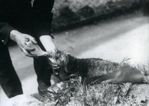 Un bébé phoque nourri au biberon par son gardien, Zoo de Londres, août 1925