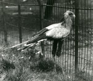 Un secrétaire au Zoo de Londres en septembre 1923