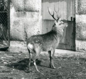 Un cerf tacheté japonais Sika debout dans son enclos, zoo de Londres, août 1927