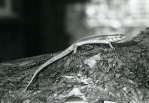Un scinque reposant sur une bûche au Zoo de Londres en 1929 (photo n/b)