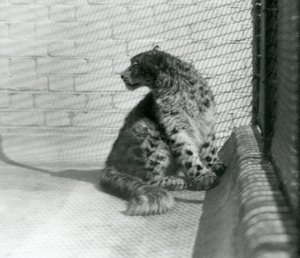 Un léopard des neiges assis, sur le sol, zoo de Londres