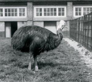 Un casoar austral au Zoo de Londres en juin 1925