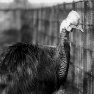 Un casoar austral au Zoo de Londres en juin 1925