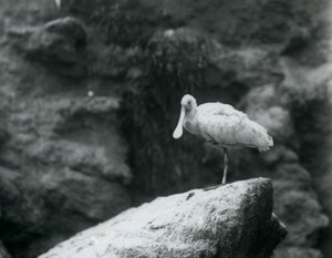Une spatule debout sur un rocher au zoo de Londres en septembre 1927