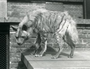 Une hyène rayée debout sur une plateforme dans son enclos au Zoo de Londres, juin 1925