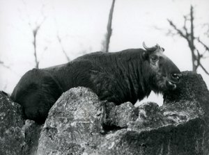 Un takin, également connu sous le nom de chamois de bétail ou chèvre gnou, reposant sur un rocher, Zoo de Londres, 1925