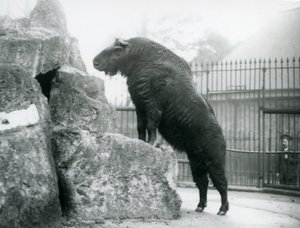 Un takin, également connu sous le nom de chamois de bétail ou de chèvre gnou, debout avec ses pattes avant reposant sur un rocher, Zoo de Londres