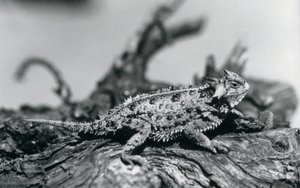Un lézard cornu du Texas reposant sur une bûche au zoo de Londres en septembre 1928