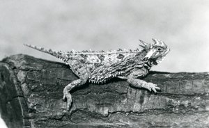 Un lézard cornu du Texas/Horned Toad/Horny Toad reposant sur une bûche au Zoo de Londres en août 1928 (photo n/b)