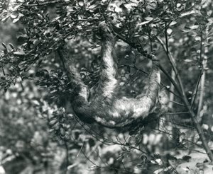 Un paresseux à trois doigts suspendu à une branche feuillue au zoo de Londres. Août 1920.
