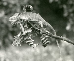 Un caméléon voilé ou du Yémen au bout d