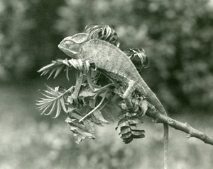 Un caméléon voilé ou du Yémen au bout d