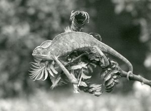 Un caméléon voilé ou du Yémen tient le bout d