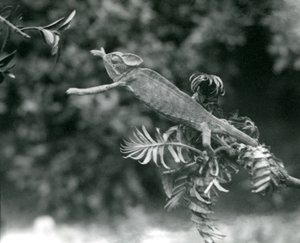 Un caméléon voilé ou du Yémen sur une branche feuillue tendant vers une autre, Zoo de Londres, juin 1924