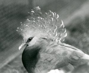 Un pigeon couronné de Victoria au zoo de Londres en septembre 1927 - Frederick William Bond