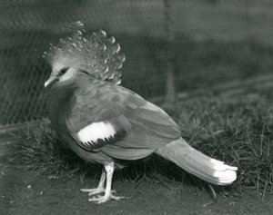 Un pigeon couronné de Victoria debout sur le sol au zoo de Londres en septembre 1927
