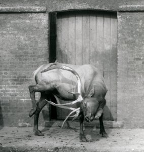 Un wapiti mâle debout dans son enclos au Zoo de Londres en septembre 1927