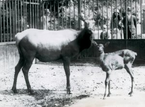 Un wapiti/élan avec son faon dans leur enclos avec des visiteurs regardant à travers les barreaux, zoo de Londres