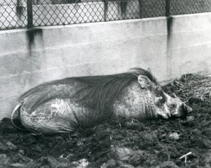 Un phacochère dormant dans la boue, zoo de Londres, juillet 1927 - Frederick William Bond